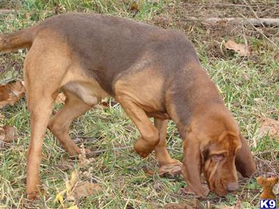 Stud Dogs - Bloodhound